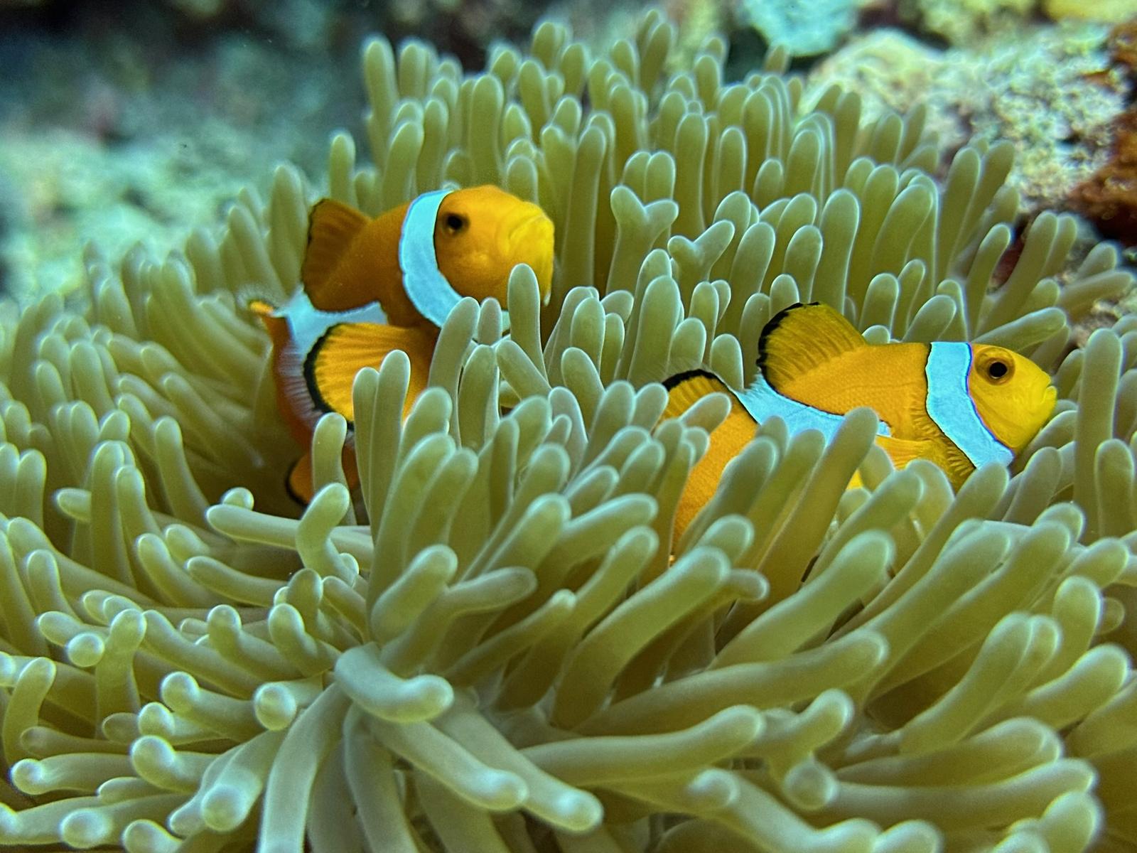 Anemonefish in a sea anemone