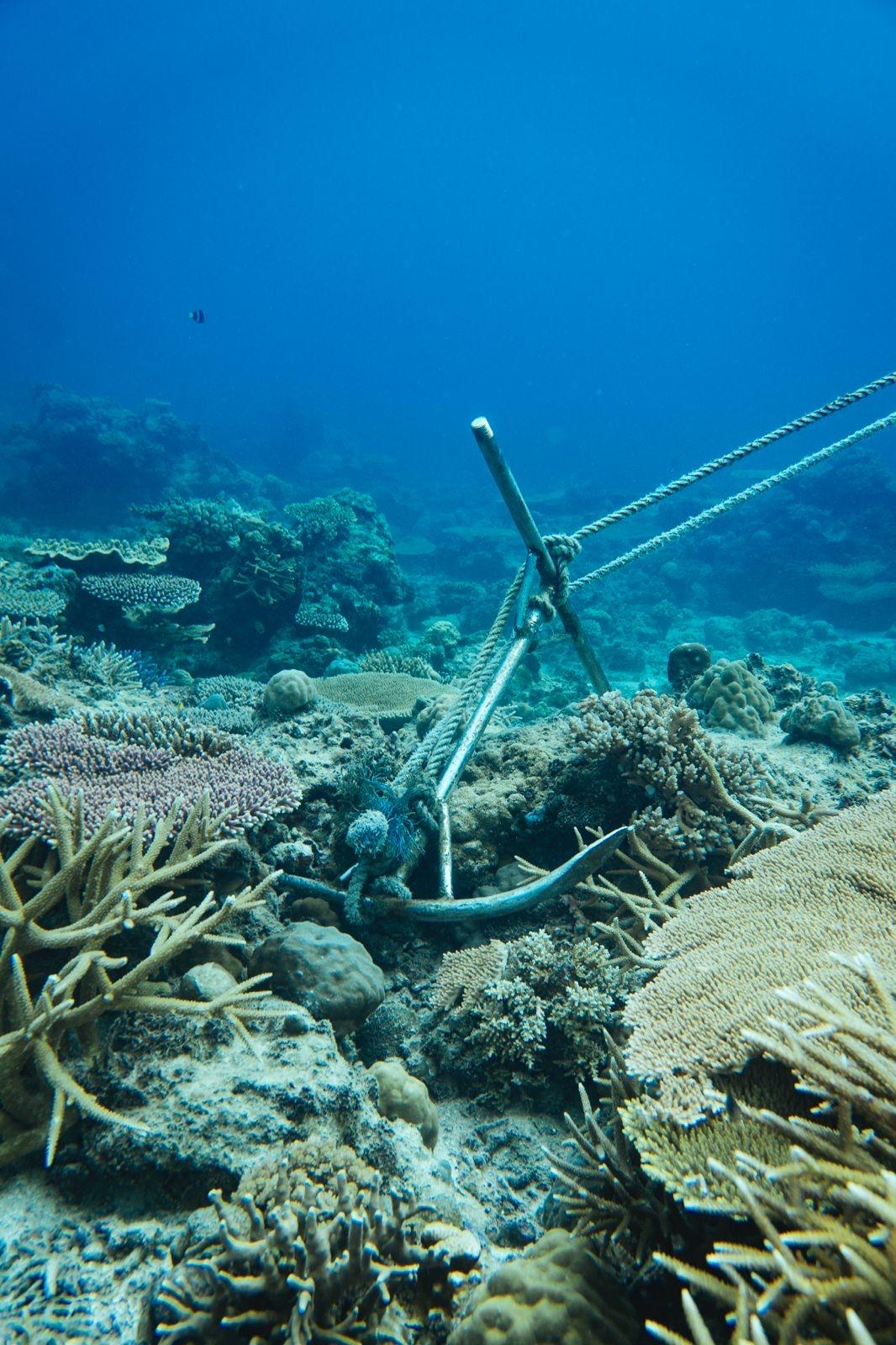 A mooring line fixed to a helix anchor on the reef