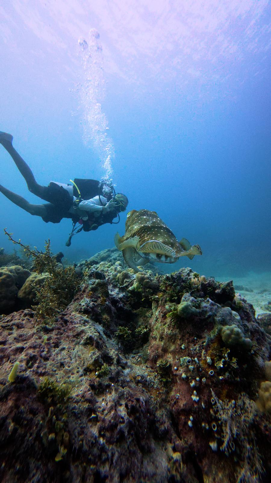 A diver meeting a cuttlefish
