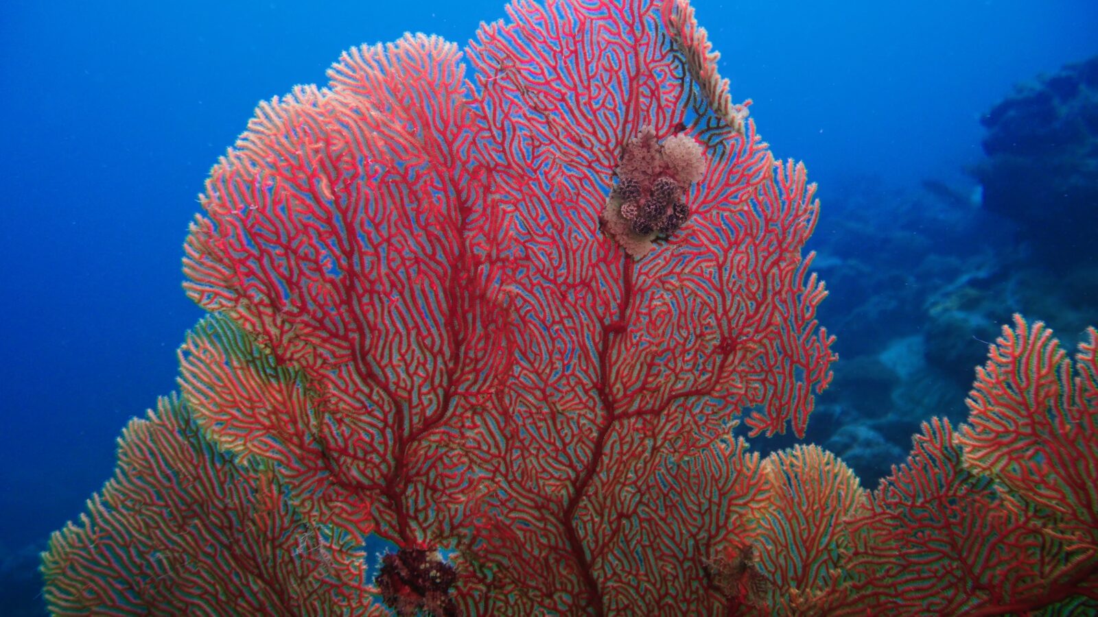 A giant red sea fan in Dapa Channel