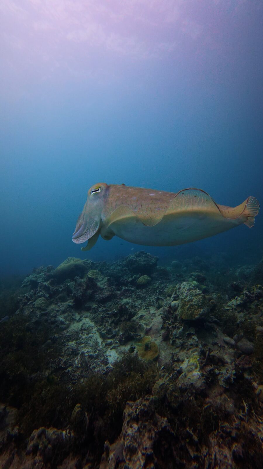 A cuttlefish hovering over the reef at Rock Island