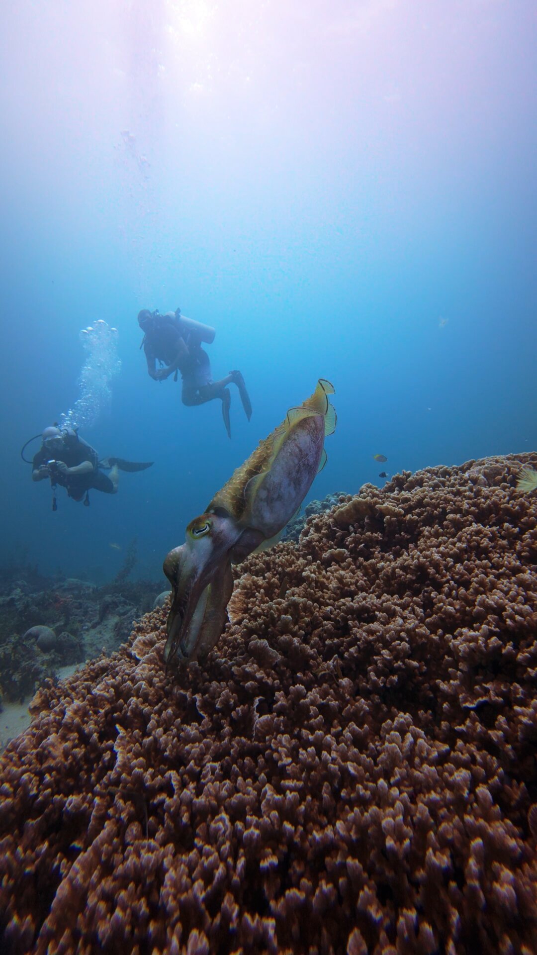 Two divers following a cuttlefish over the reef